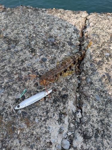 ミナミアカエソの釣果