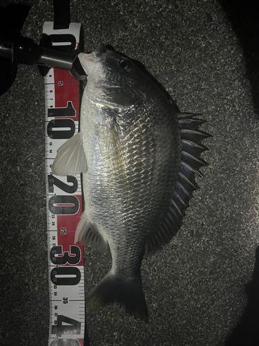 キビレの釣果