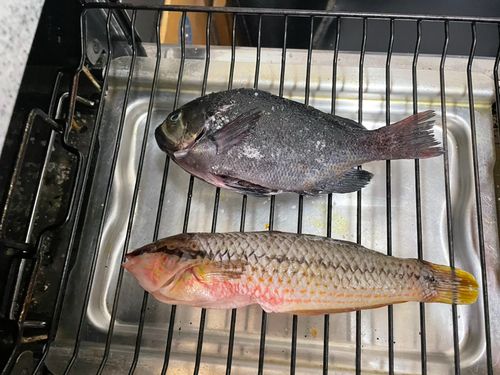 グレの釣果
