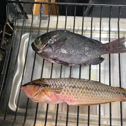 グレ