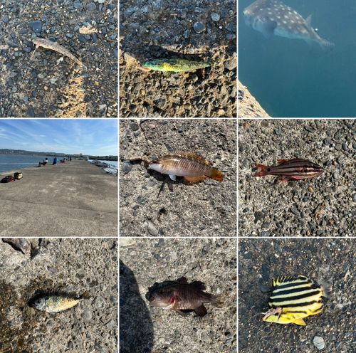 カゴカキダイの釣果