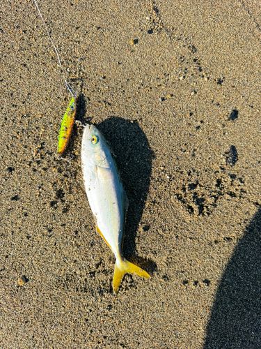 フクラギの釣果