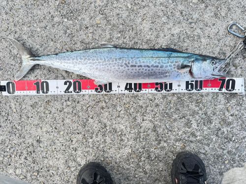 サワラの釣果