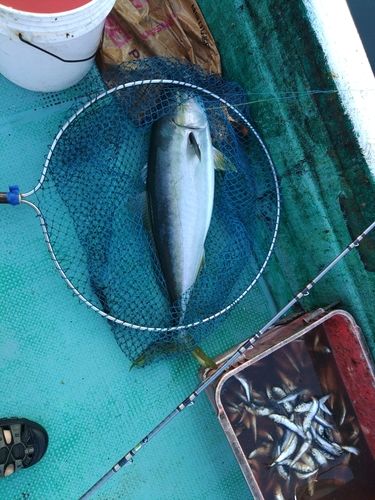 ブリの釣果