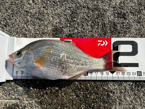 ウミタナゴの釣果