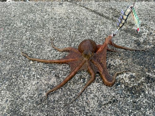 タコの釣果