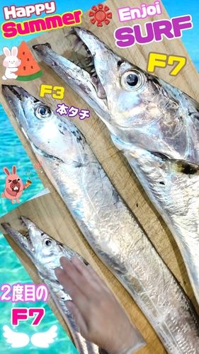 タチウオの釣果