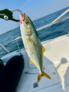ワカシの釣果
