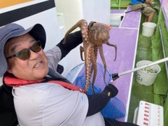 マダコの釣果