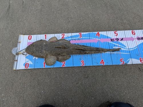 マゴチの釣果