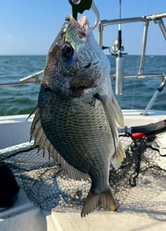 キビレの釣果