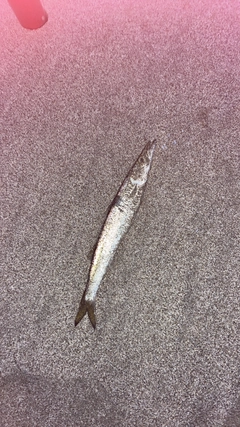 カマスの釣果