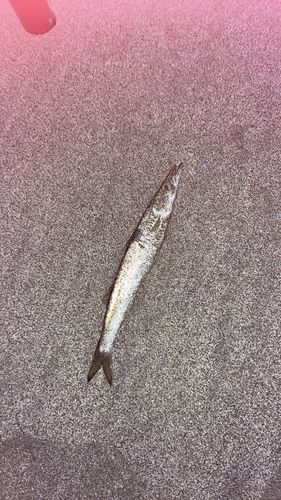 カマスの釣果