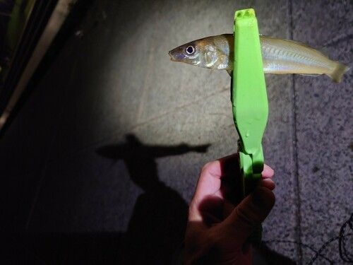 シロギスの釣果