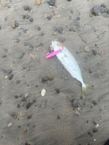ワカシの釣果