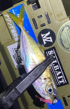 マアジの釣果