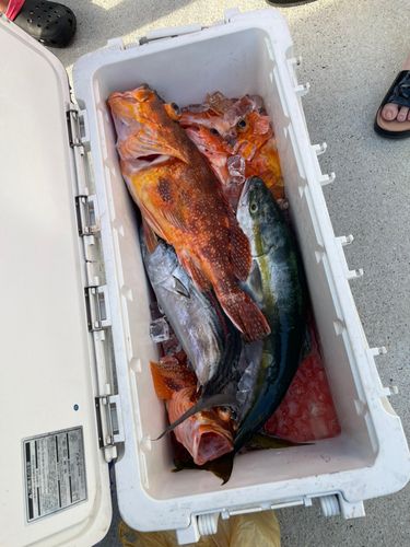 イソカサゴの釣果