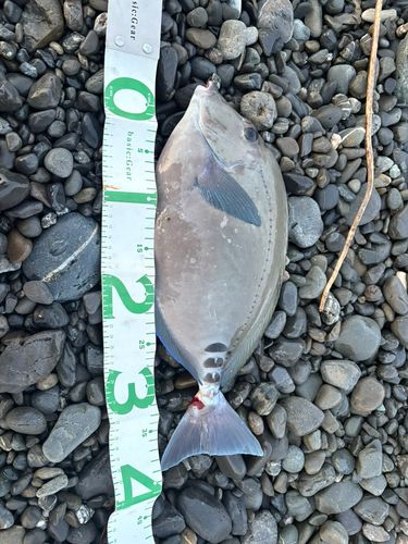 ニザダイの釣果