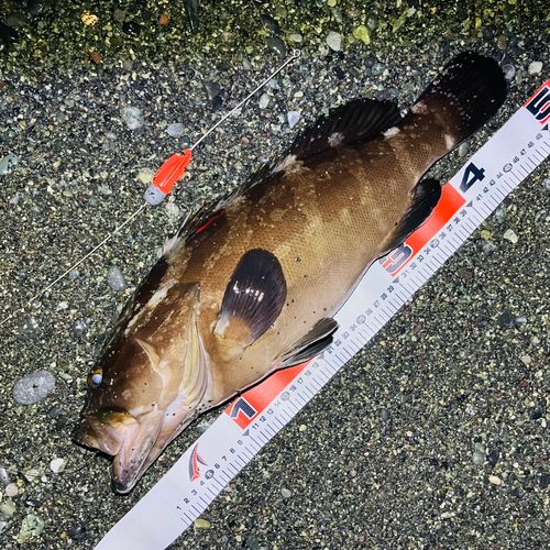 クエの釣果