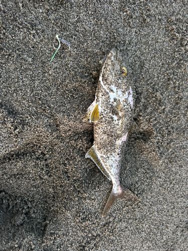 ショゴの釣果