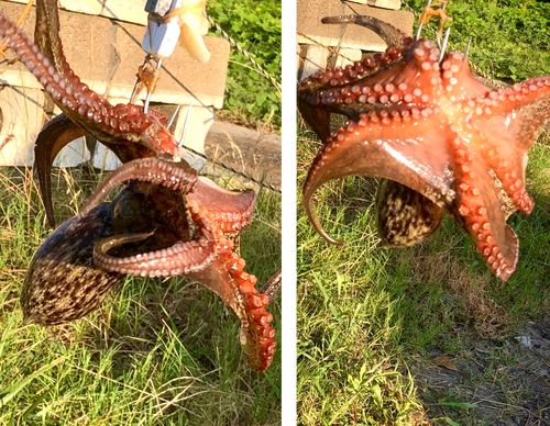 タコの釣果