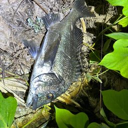 クロダイ