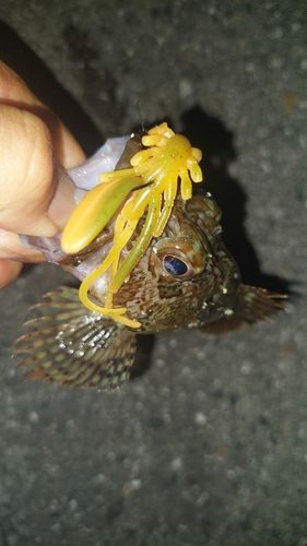 カサゴの釣果