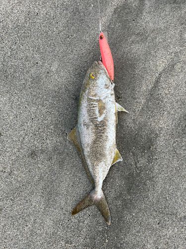 ショゴの釣果