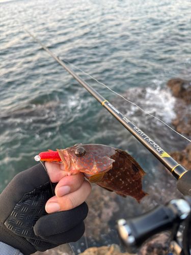 キジハタの釣果