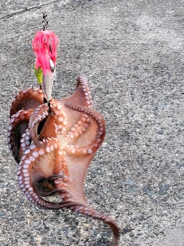 タコの釣果
