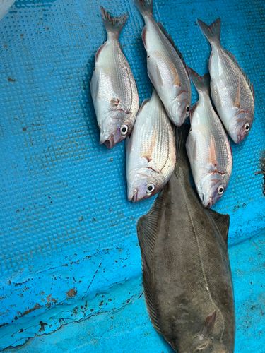 タイの釣果