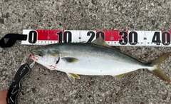 ハマチの釣果