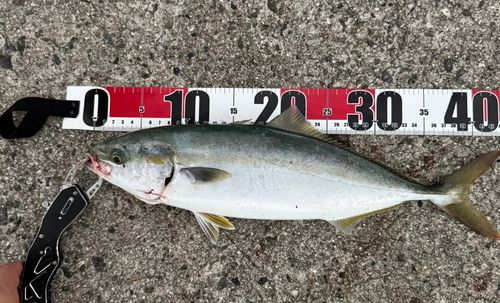 ハマチの釣果