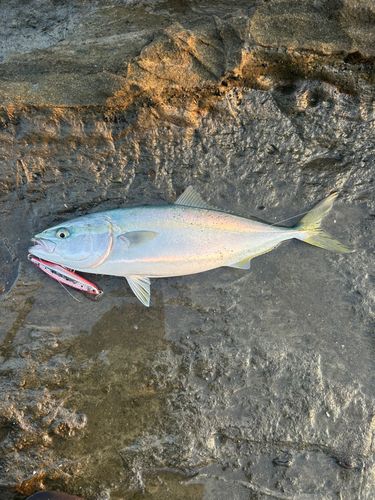 イナダの釣果