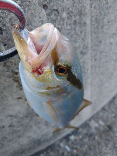 シオの釣果