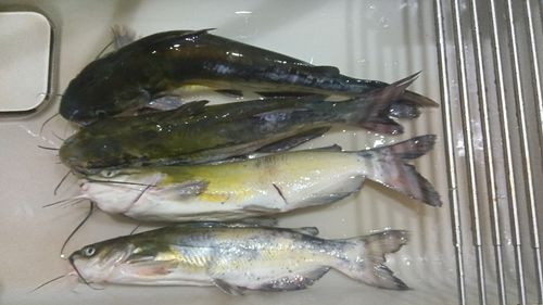 アメリカナマズの釣果