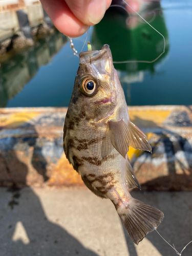 シロメバルの釣果