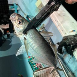 アジ