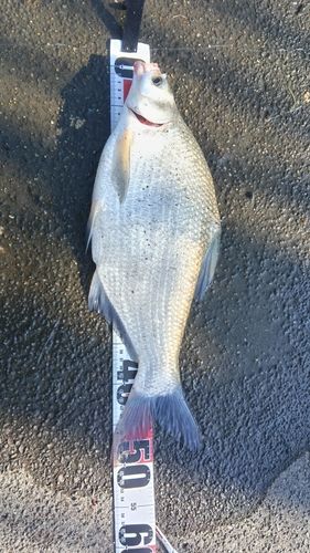 ダントウボウの釣果