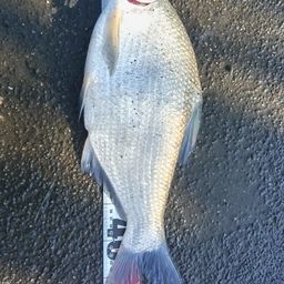 ダントウボウ