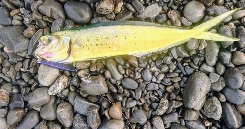 シイラの釣果