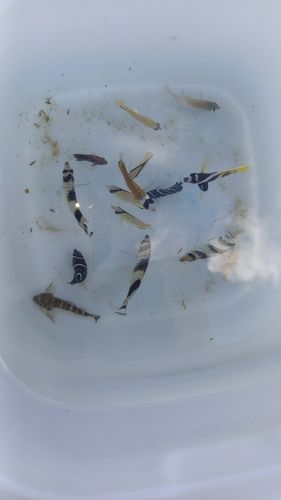 チョウチョウウオの釣果