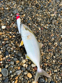 ショゴの釣果