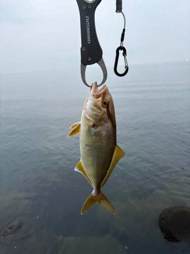 ショゴの釣果