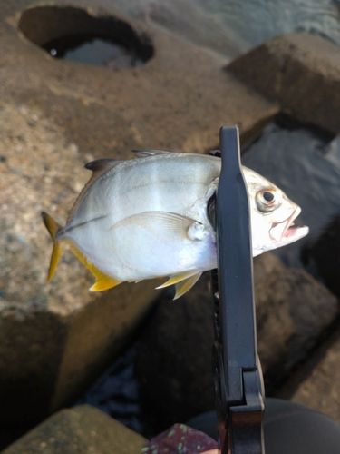 メッキの釣果