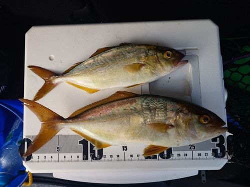 シオの釣果