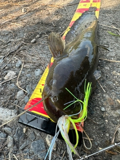ナマズの釣果