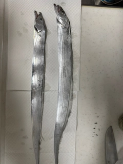 タチウオの釣果