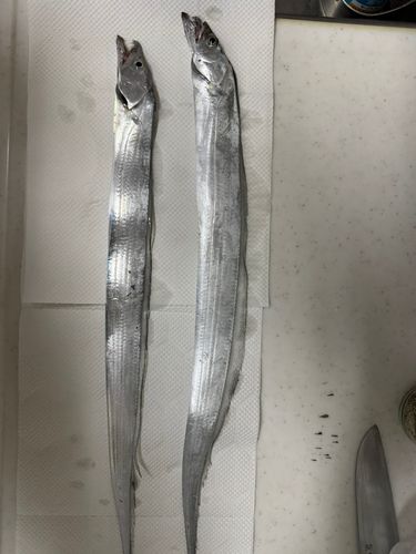 タチウオの釣果