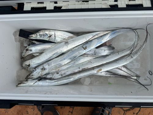 タチウオの釣果